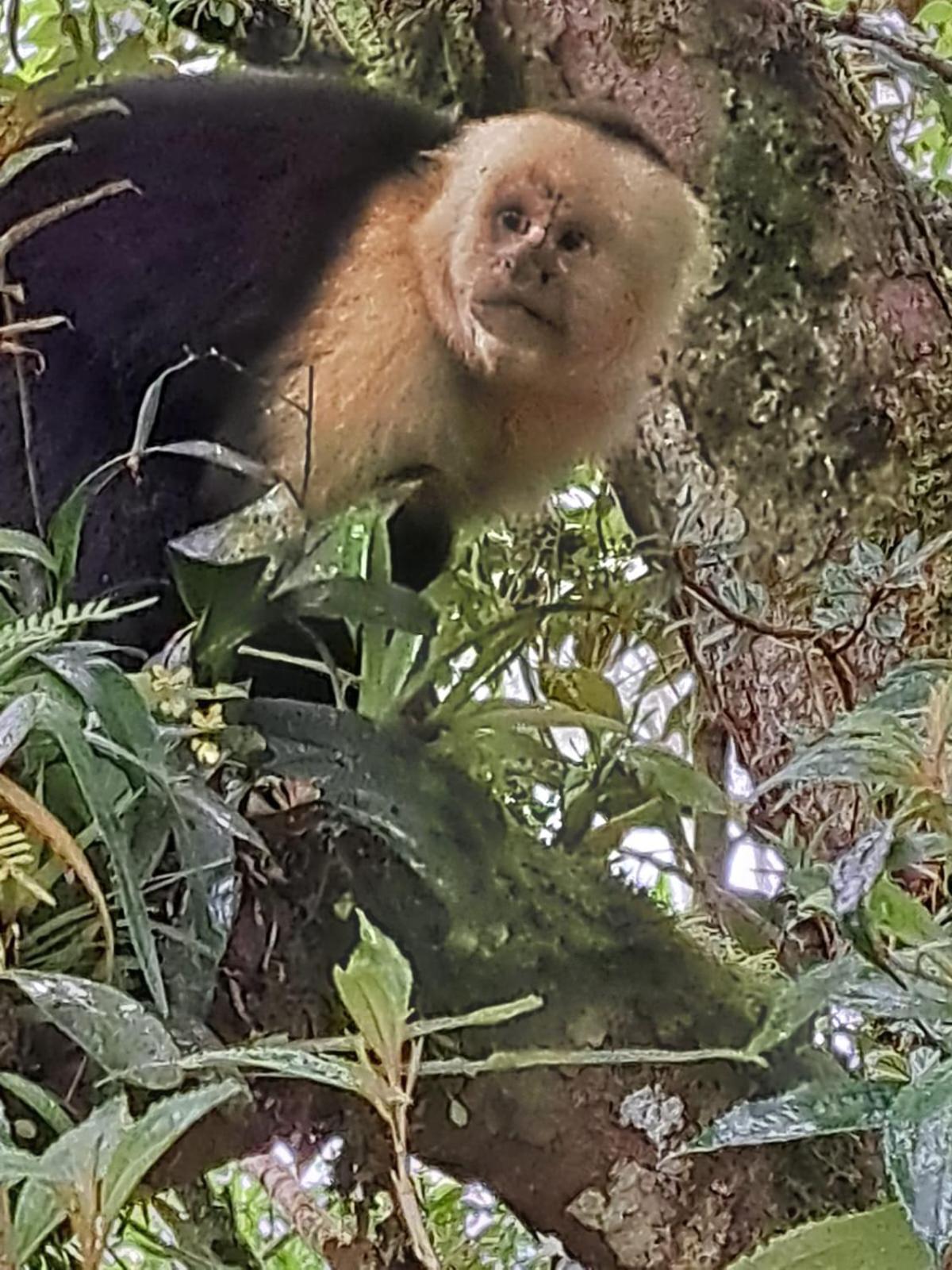 Monteverde Casa Mia, Near Main Attractions And Town! Bagian luar foto